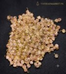 LOREAL BEADS 500 PCS ( 50 GRAM )